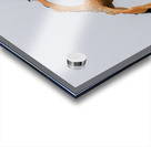 Flamingo Final Approach Acrylic print