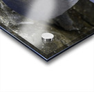 Swallow tailed Gull Acrylic print