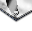 The sea eagle Acrylic print