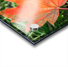 Red Maple Leaf Acrylic print