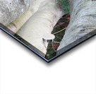 Among the Birches  Acrylic print