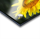 Pollen Miner Acrylic print