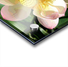 IMG 5539 A2 Acrylic print