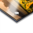 Sunflower Sunrise Acrylic print