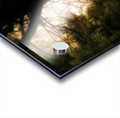 Oak Tree Acrylic print