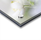 White Spring Acrylic print