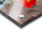 Stand alone poppies Acrylic print