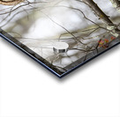 Barred Owl Acrylic print