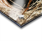 000007 Acrylic print