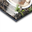 000011 Acrylic print