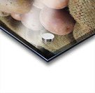 Potatoes Acrylic print