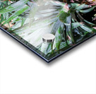 Pineapples Acrylic print