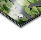 Purple Water Lilies Acrylic print