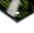 Yellow Water Lilies Acrylic print