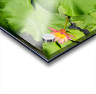 Water Lilies Acrylic print