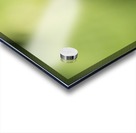 Butterfly Eye Acrylic print