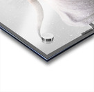 White Longhorn Cow In Snow Acrylic print