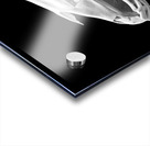 Horse Skull Showing Embedded Teeth Acrylic print