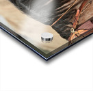 Cow Horse Lucy Acrylic print