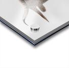 Longhorn Cow With Shadow Acrylic print