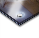 Shaggy Pony In Moonlight Acrylic print