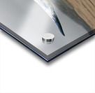 Longhorn Cow - Wide Format - Windmill Acrylic print