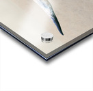 Longhorn Cow - Wide Format - Neutral Colors Acrylic print