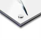 Longhorn Cow - Wide Format - Off White Background Acrylic print