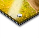 IMG_1401 Acrylic print