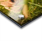 IMG_1411 2 Acrylic print