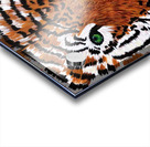 Bengal Beauty Acrylic print