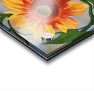 Golden Giant Acrylic print