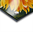 Sunday Sunflower Acrylic print