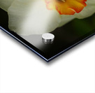 Narcissus I Acrylic print