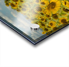 Sunflower Field I - Summer Decay Acrylic print