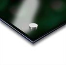 Wild Coneflower I Acrylic print