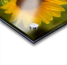 Sunflower Acrylic print