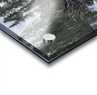 Redwood Root Yosemite  Acrylic print