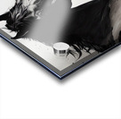 Black Beauties  Acrylic print