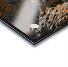 Ram sheep along Seward Highway Acrylic print