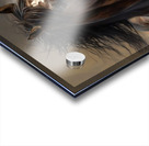 Wild no.88 Acrylic print