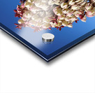 Spanish Dagger - Natural Acrylic print