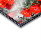 Scarlet Hedgehog - Square Acrylic print