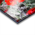 Scarlet Hedgehog Cactus Blooms Acrylic print