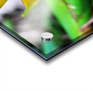 Puerto Rico Acrylic print