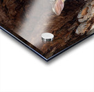 Brush-tailed Possum Acrylic print