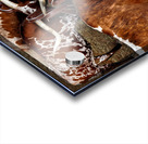 Longhorns Acrylic print