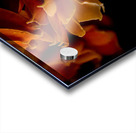 Persimmon Petals Acrylic print