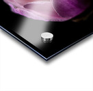 Magnolia Awoken Acrylic print