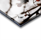 Scarlet Against the Sky Acrylic print